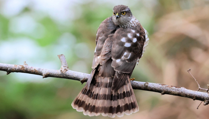 Retour sur la soirée atlas